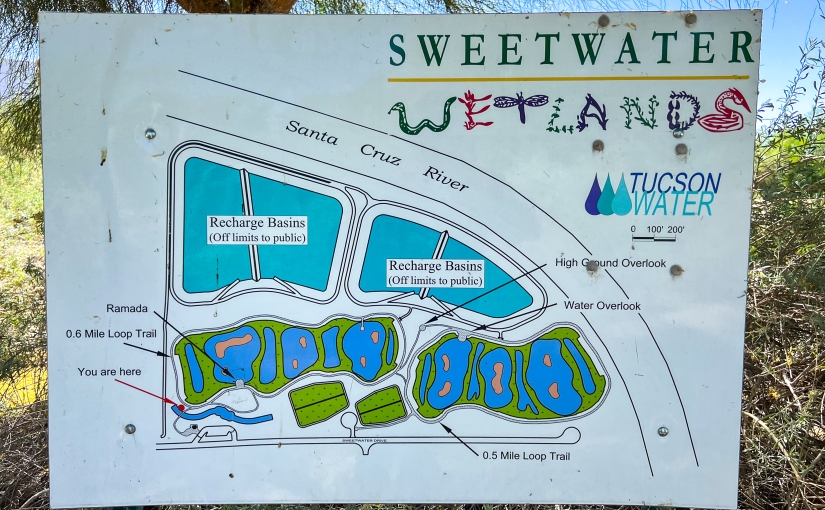 Operation PhotoTrogon Stop #2 – Tucson’s Sweetwater Wetlands
