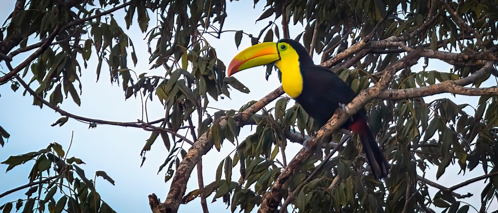 YUCATAN BIRD WALLPAPERS #2 – Keel-billed Toucan