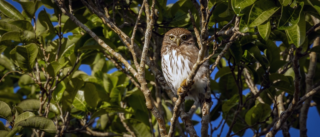 YUCATAN BIRD WALLPAPERS #3 – Ferruginous Pygmy-Owl