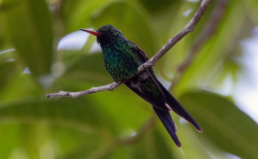 YUCATAN BIRD WALLPAPERS #42 – Cozumel Emerald